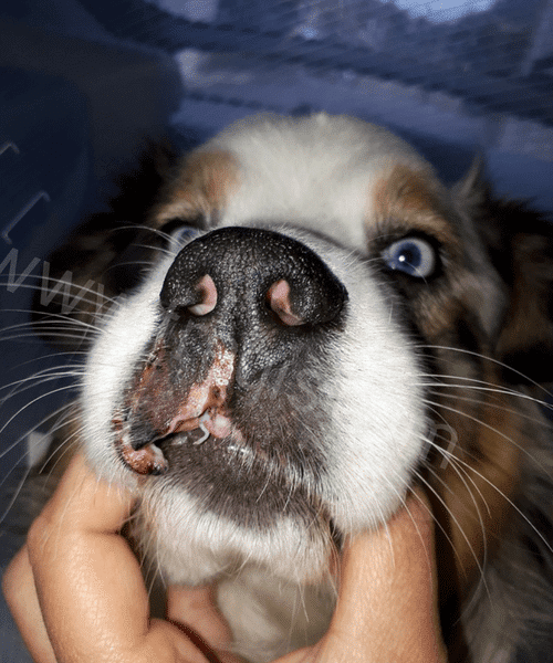 morsure chien