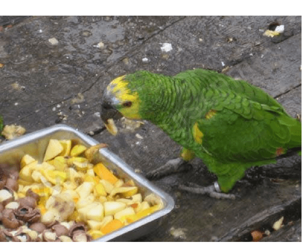Certains fruits et légumes sont appréciés des oiseaux (poivron, carotte, mais, etc.)