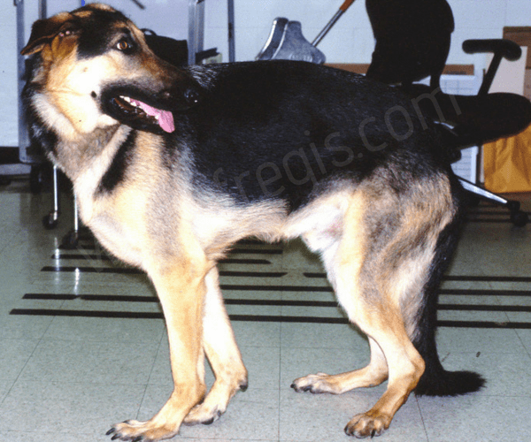 Syndrome d’hyperextension du carpe du chien