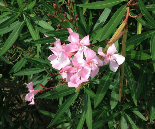 urgence Laurier rose