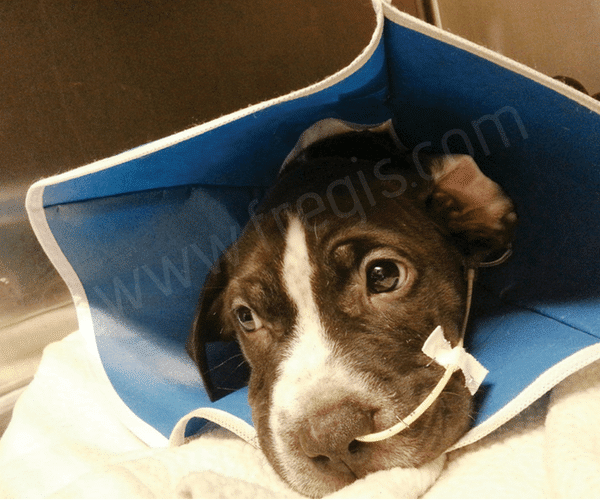 Mon chien ne mange plus