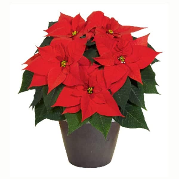 Intoxication par le poinsettia et le croton