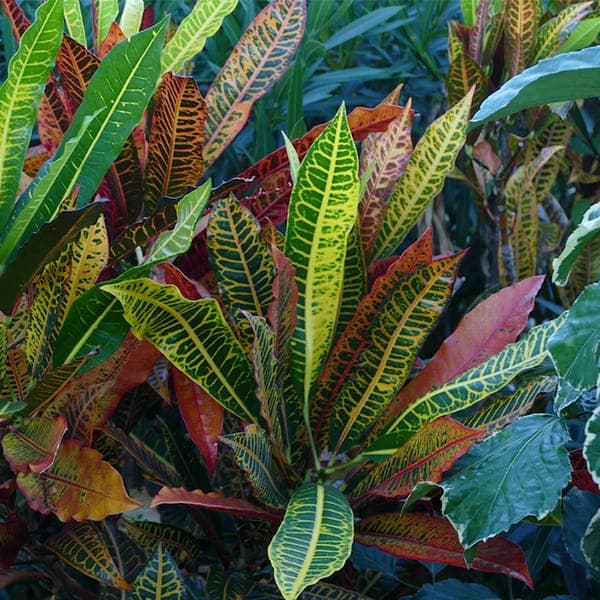 Intoxication par le poinsettia et le croton