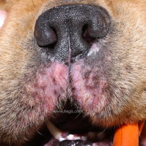 Hypopigmentation cutanée-muqueuse sur les lèvres d’un chien