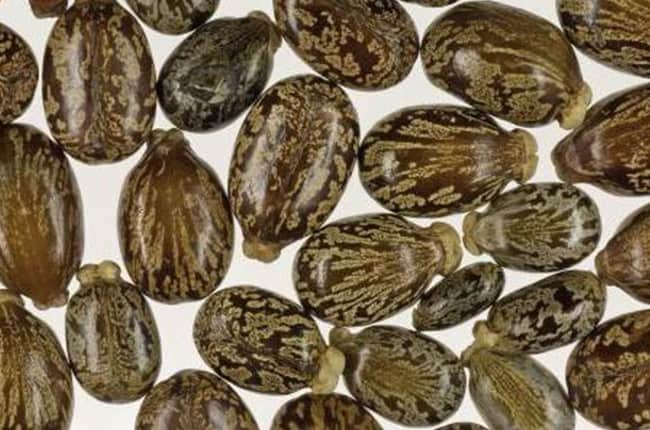 Intoxication au ricin chez le chien