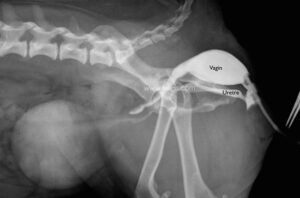 Radiographie d’une chienne atteinte d’incompétence du sphincter urétral (ISU)