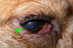 Entropion chez un chien