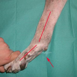 Syndrome d’hyperextension du carpe chez un chien