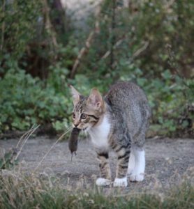 mon chat tue les oiseaux - stop minou pour arbre