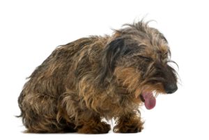De très nombreuses maladies sont responsable d'une toux chez le chien