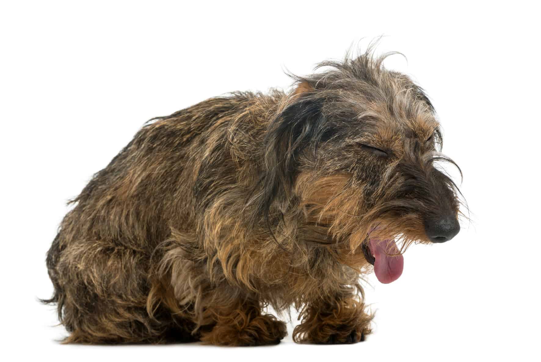 De très nombreuses maladies sont responsable d'une toux chez le chien