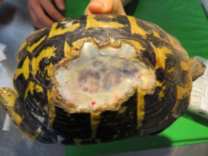 Fracture De Carapace Chez Une Tortue Grecque Centre Hospitalier Veterinaire Fregis Fracture De Carapace Chez Une Tortue Grecque Centre Hospitalier Veterinaire Fregis