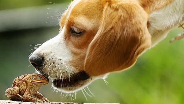 Les crapauds sont responsables d’accidents (envenimation) chez le chien