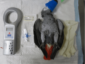 Identification électronique chez les oiseaux - CHV Frégis