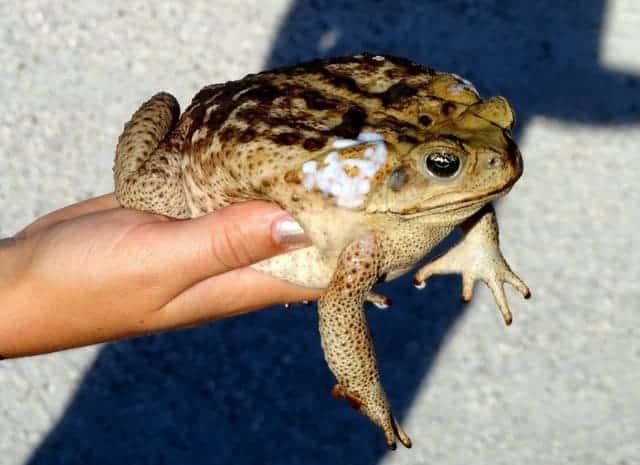 Intoxication Par Le Crapaud Chez Le Chat Urgences Chv Fregis