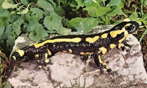 Les salamandres sont responsables d’accidents (envenimation) chez le chien