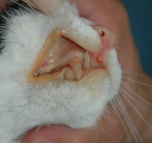 Intoxication Du Chat Par Les Plantes Les Cycas Urgences Centre Hospitalier Veterinaire Fregis Intoxication Du Chat Par Les Plantes Les Cycas Urgences Centre Hospitalier Veterinaire Fregis