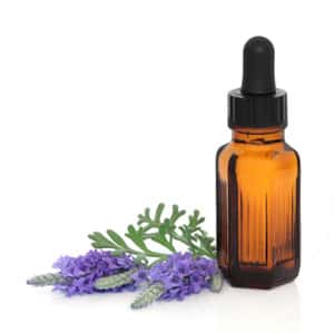 Mycoplasmose Hemobartonellose Du Chat Et Du Chien Mycoplasmose Hemobartonellose Du Chat Et Du Chien