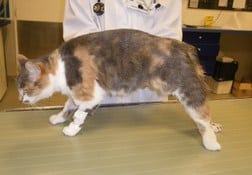Tetanos Du Chat Info Sante Centre Hospitalier Veterinaire Fregis