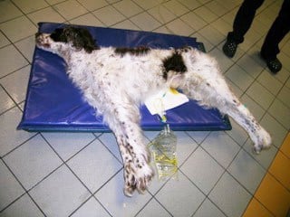 Chien atteint du tétanos - FREGIS