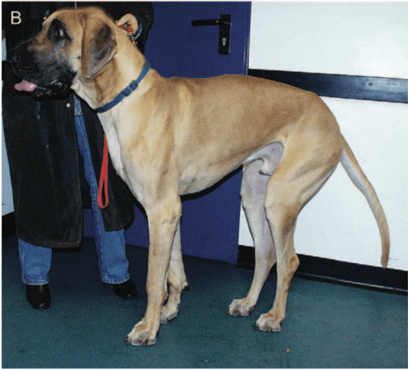 Myopathie Hereditaire Du Dogue Allemand Info Sante Chv Fregis