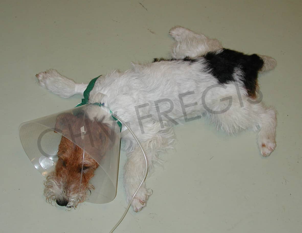 Chien atteint de polyradiculonévrite idiopathique