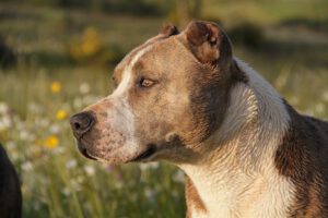 Chiens Dangereux Et Chiens De Catégorie Info Santé