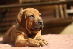 Chiens Dangereux Et Chiens De Catégorie Info Santé