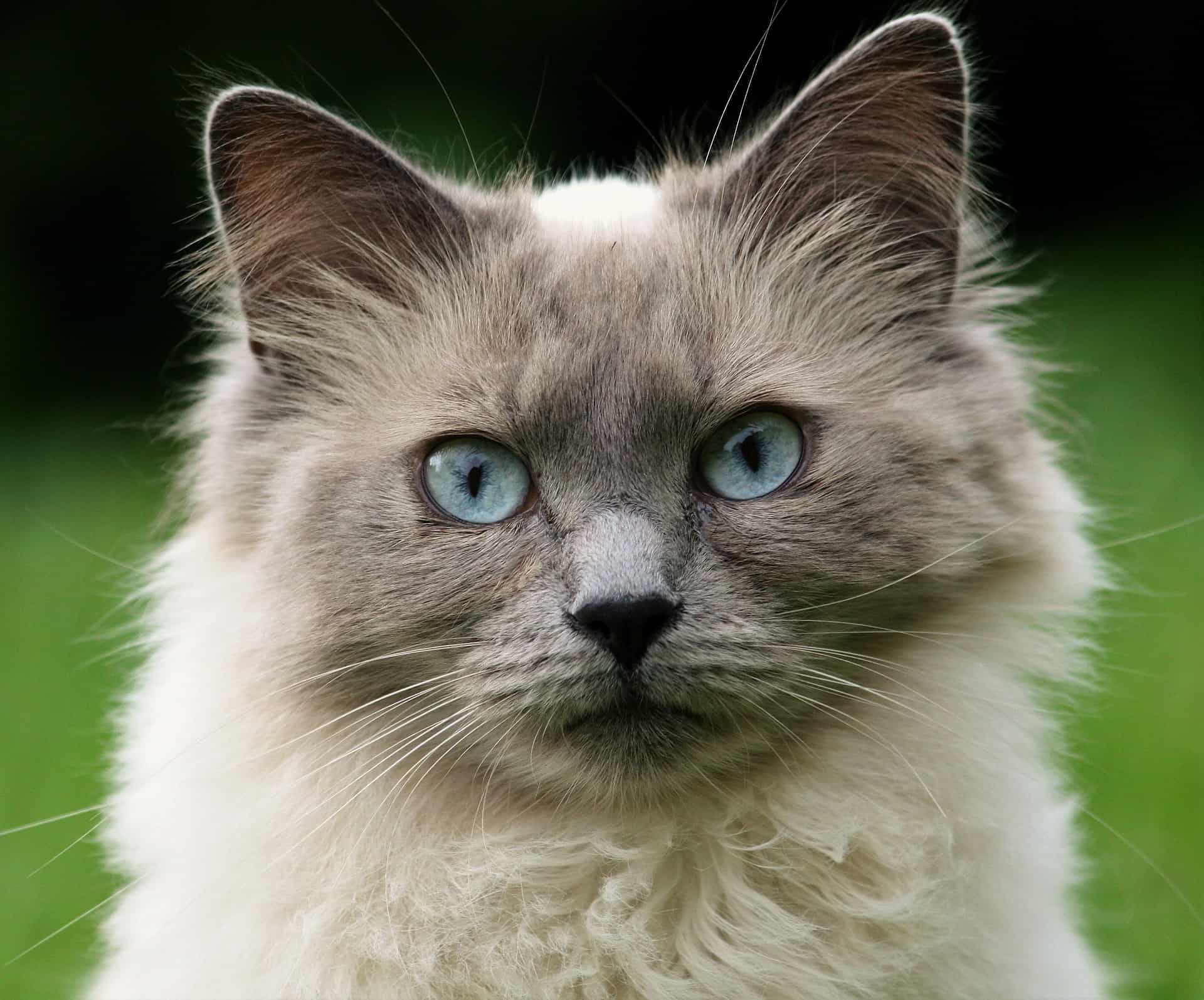 Mycoplasmose Hemobartonellose Du Chat Et Du Chien