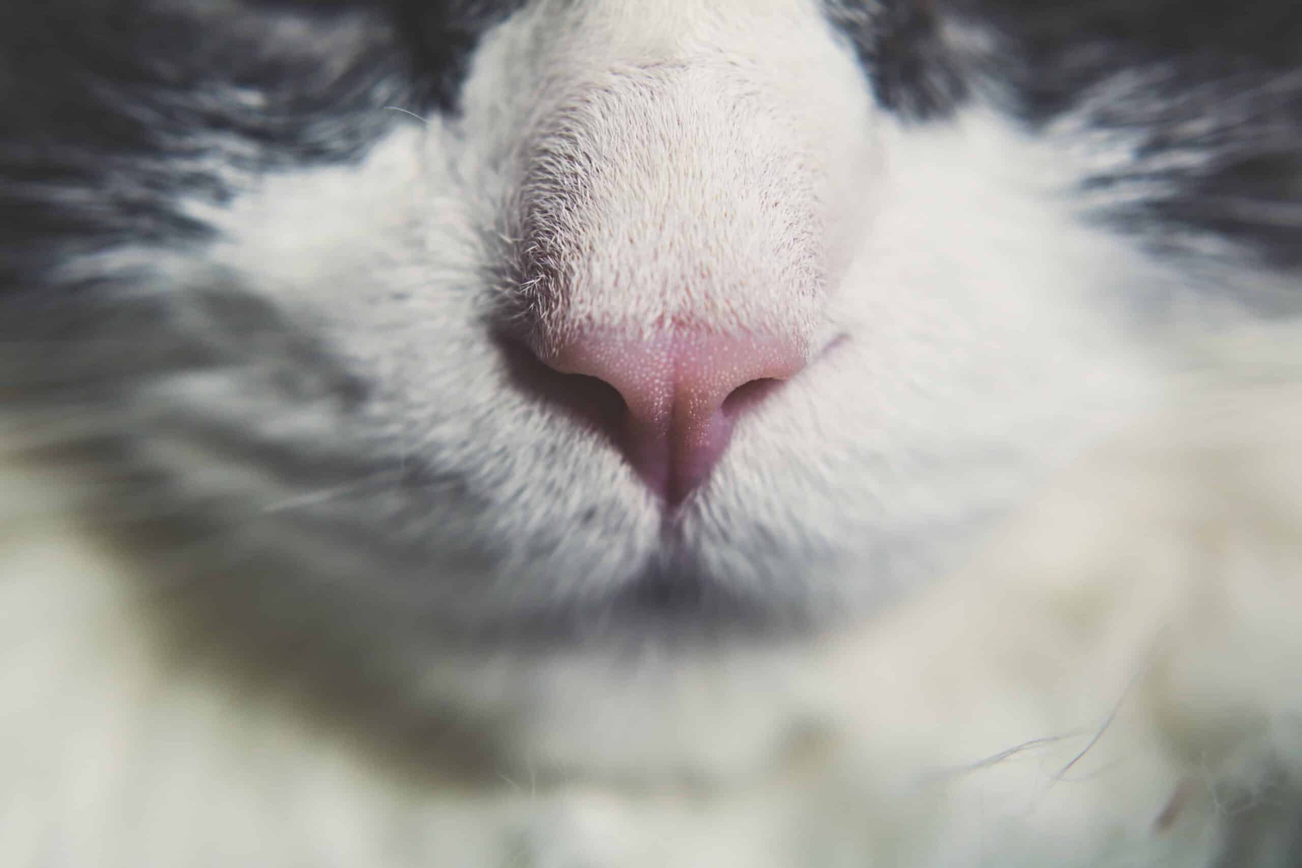 Comment Traiter Les Piqures De Guepe Chez Le Chien Et Le Chat Comment Traiter Les Piqures De Guepe Chez Le Chien Et Le Chat