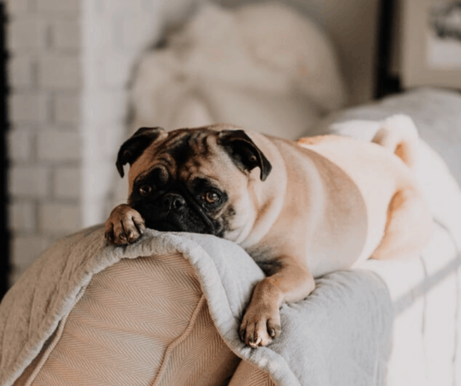 Loeil De Mon Chien Devient Blanc Avec Lâge Le
