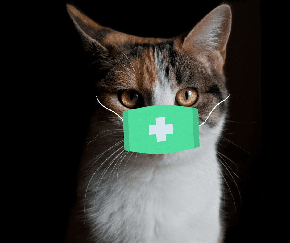 Tumeurs Cerebrales Chez Le Chat Les Gliomes Chv Fregis Tumeurs Cerebrales Chez Le Chat Les Gliomes Chv Fregis