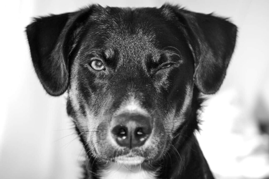 Mon Chien A L œil Ferme Service Ophtalmologie Chv Fregis