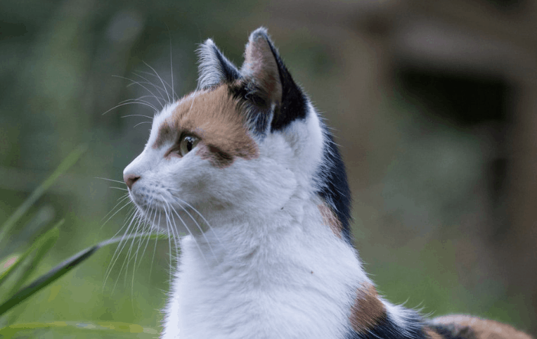 œdeme Pulmonaire Cardiogenique Chez Le Chien Et Le Chat œdeme Pulmonaire Cardiogenique Chez Le Chien Et Le Chat