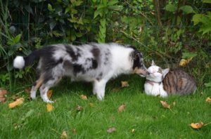 Comment Traiter Les Piqures De Guepe Chez Le Chien Et Le Chat