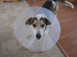 mon chien tousse que faire 