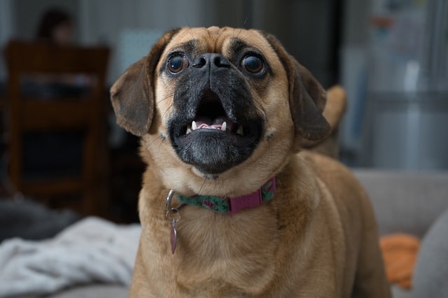 Examen Holter chez le chien et le chat - CHV Frégis - Cardiologie