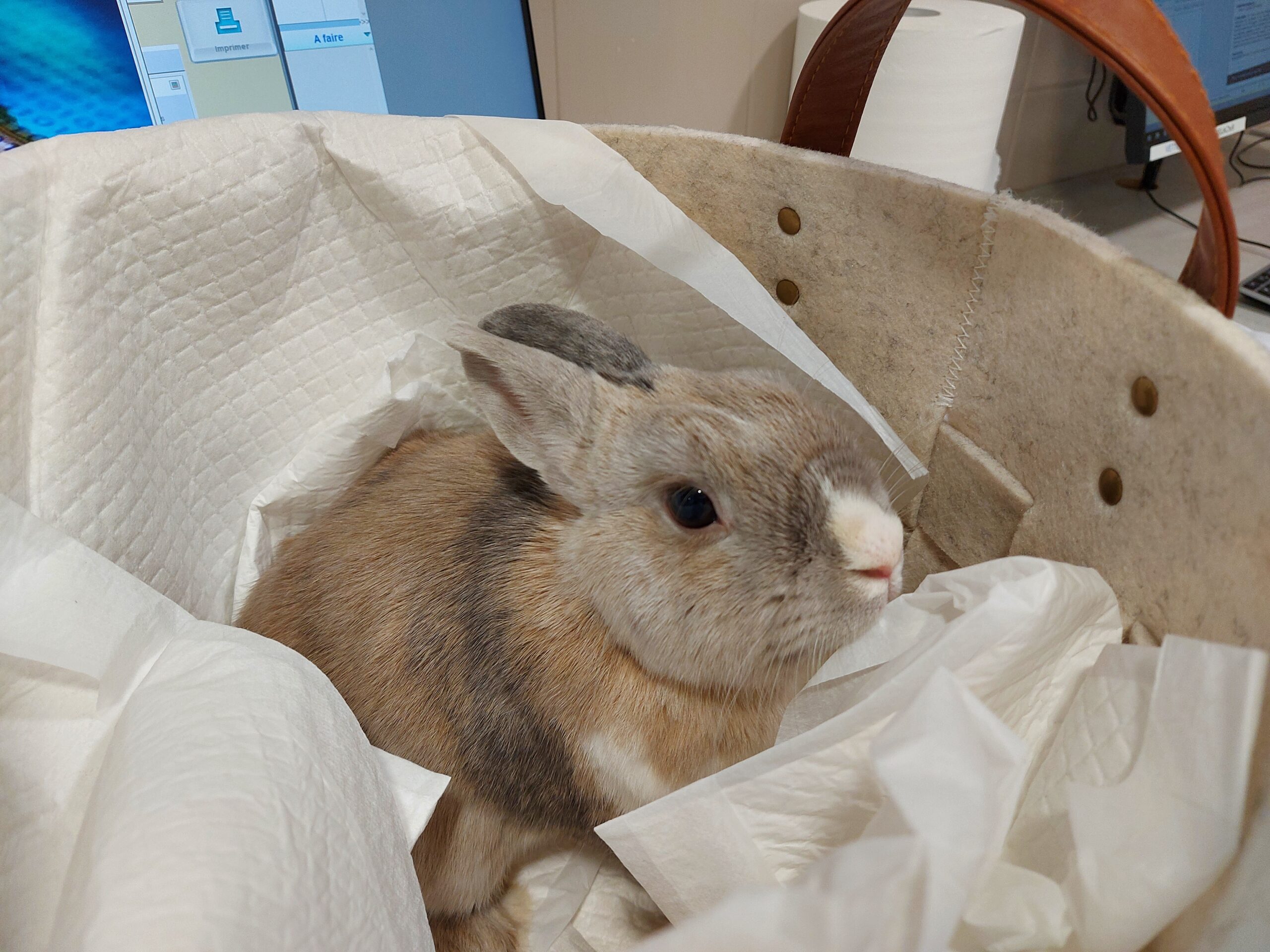 Combien De Fois Par Jour Mange Un Lapin Nain