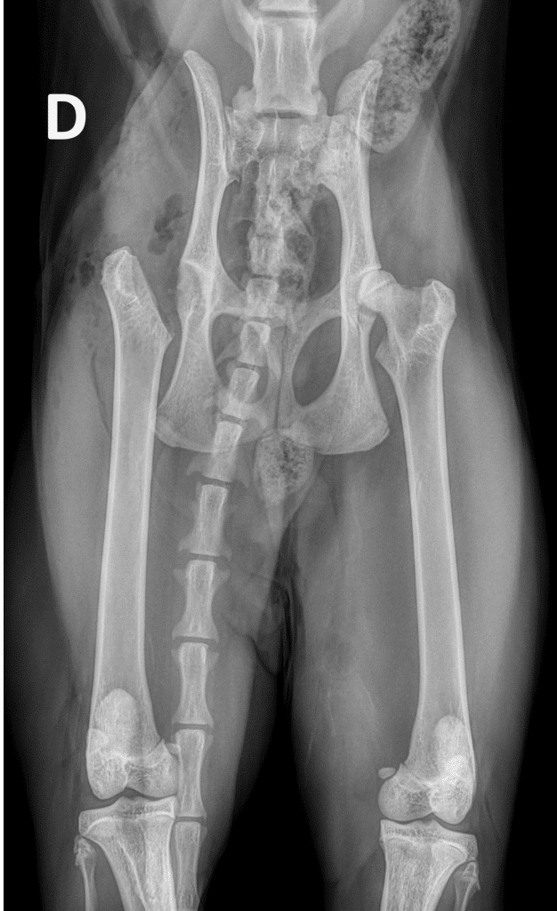 Radiographie post-opératoire après exérèse de la tête et du col du fémur de la hanche droite sur un chat.