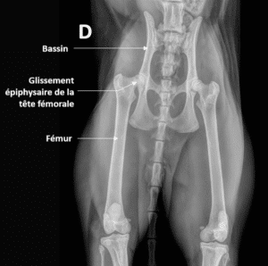 Radiographie de bassin d’un chat présentant un glissement épiphysaire de la tête fémorale à droite