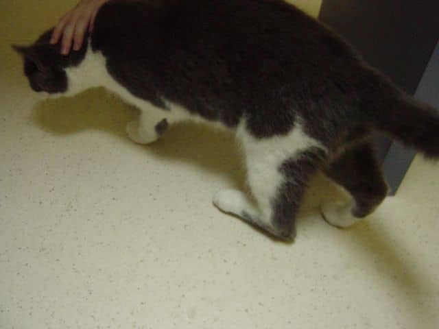 Rupture du tendon d’Achille (corde du jarret) chez un chat présenté pour démarche plantigrade.