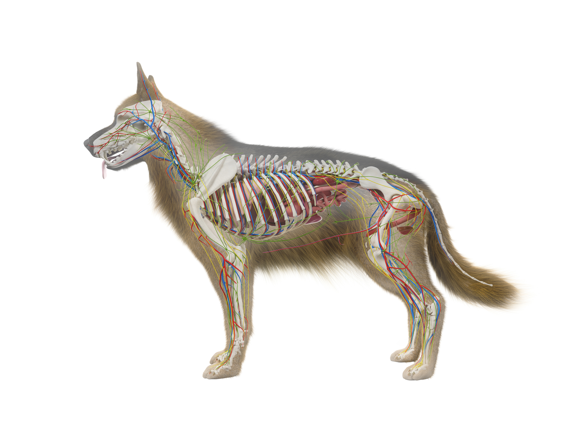 Illustration anatomique détaillée d'un chien en transparence, montrant son squelette, ses muscles, son système circulatoire et ses organes internes, y compris les poumons, le cœur, le foie et les intestins.