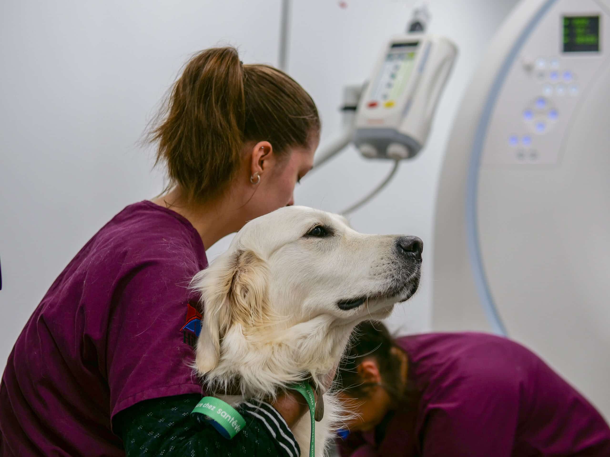 Chien en attente de son examen d'imagerie