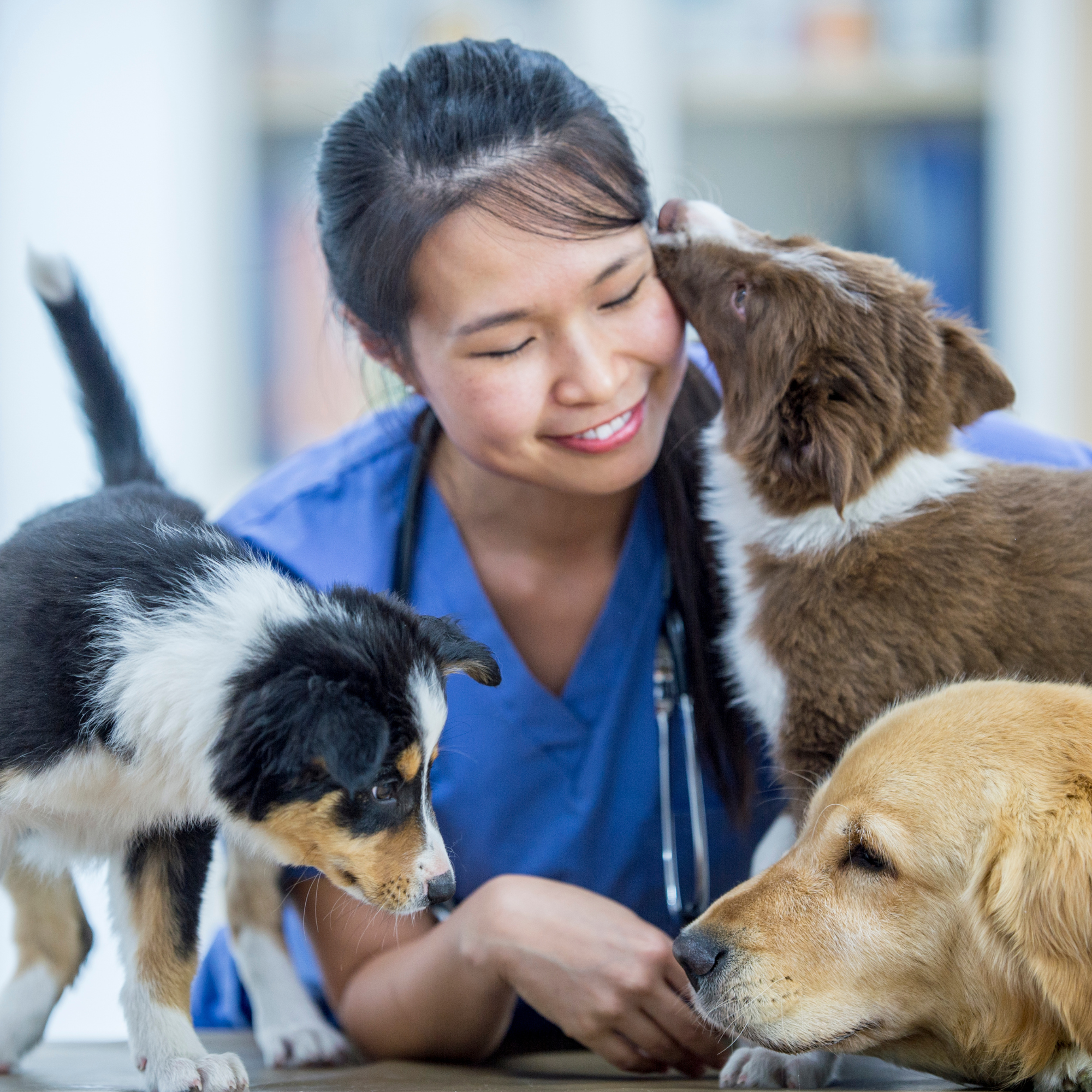 Une vétérinaire en blouse bleue, souriante, est entourée de plusieurs chiens. Un chiot marron et blanc pose sa patte sur son épaule et semble lui donner un bisou sur la joue, tandis qu'un autre chiot noir et blanc explore la table. Un troisième chien, au pelage doré, est partiellement visible au premier plan. La scène dégage une atmosphère chaleureuse et affectueuse dans un environnement clinique lumineux.