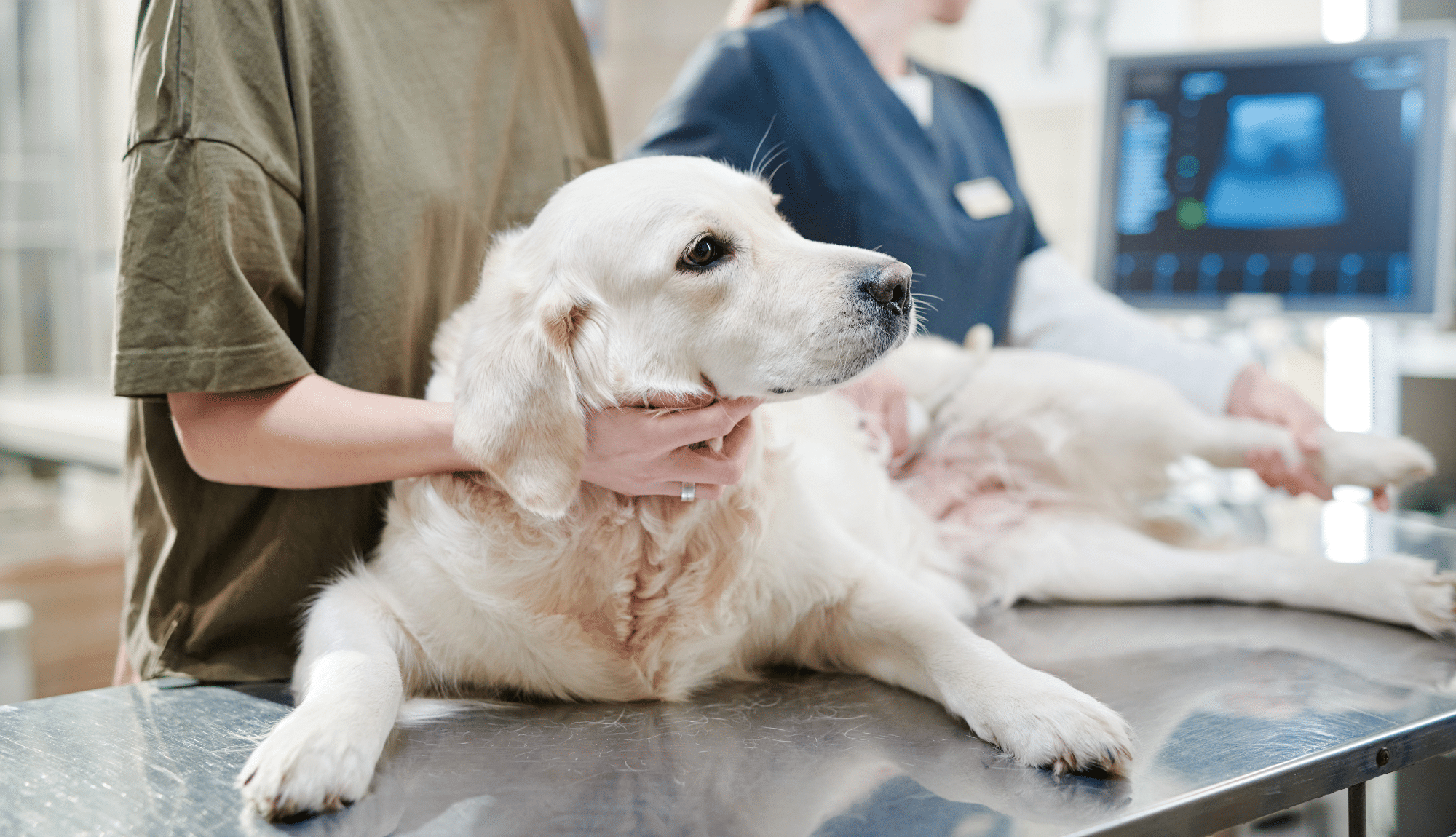 Un chien Labrador Retriever blanc est allongé sur une table d’examen vétérinaire, soutenu par son propriétaire et un professionnel de santé animale. En arrière-plan, un écran affiche une échographie, illustrant une consultation vétérinaire attentive et bienveillante.