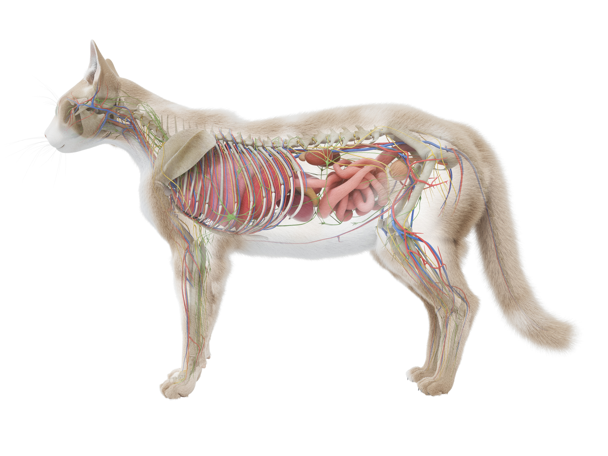 Illustration anatomique détaillée d'un chat en transparence, montrant son squelette, ses muscles, son système circulatoire et ses organes internes, y compris les poumons, le cœur, le foie et les intestins. L'image permet d'observer la complexité de la structure interne du félin.