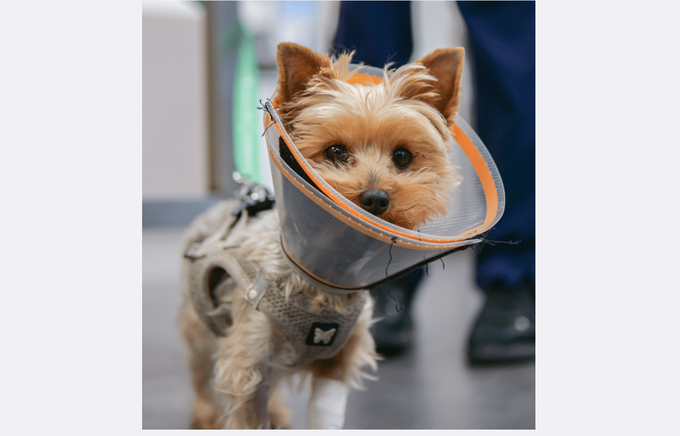 Un petit chien qui porte une collerette après une opération chirurgicale.