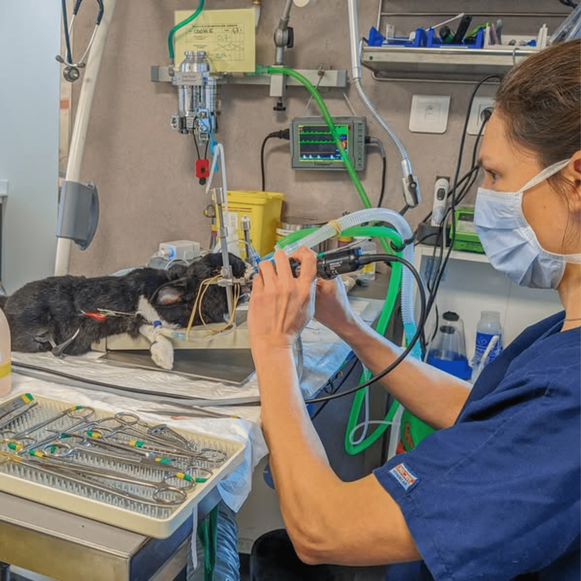 Une vétérinaire du service des NACs réalise une opération pour limer les dents d'un lapin