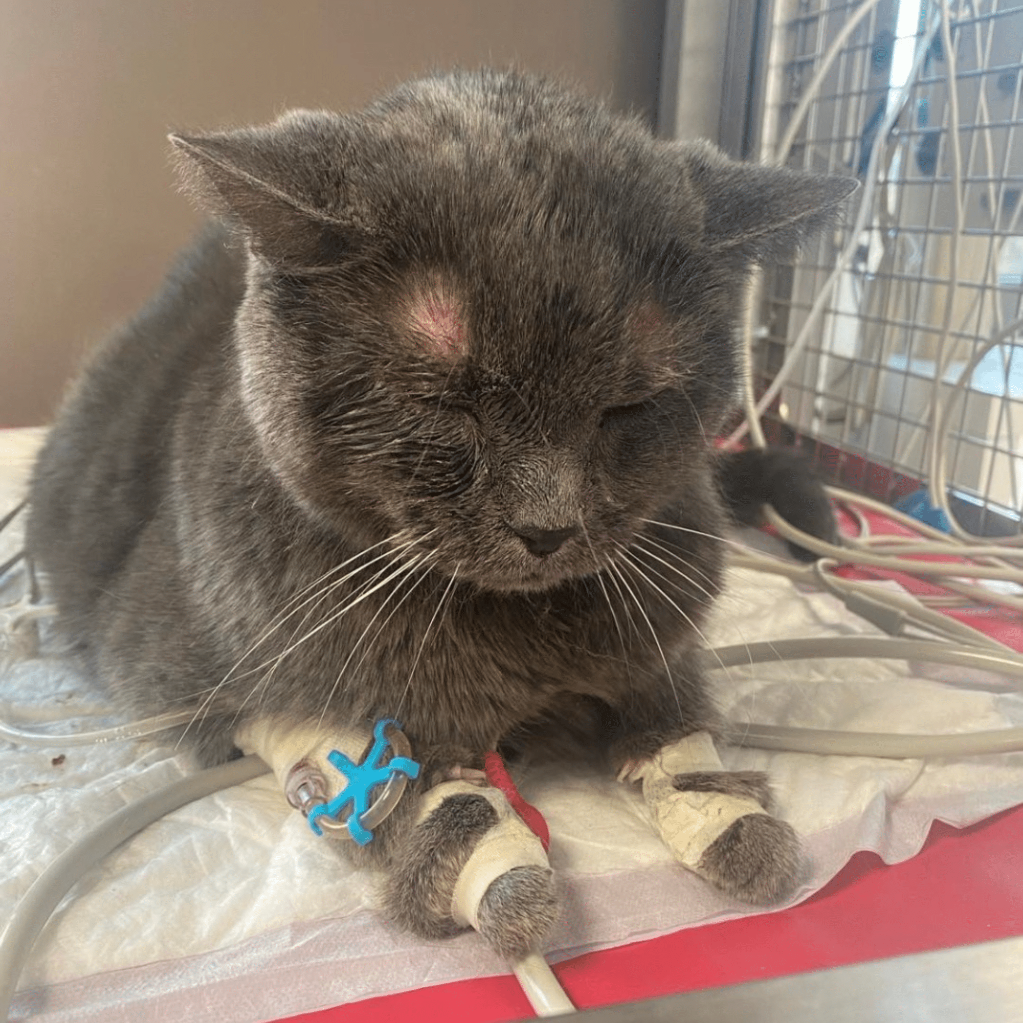 Un chat est photographié au service des soins intensifs dans le cadre d'une positive story.