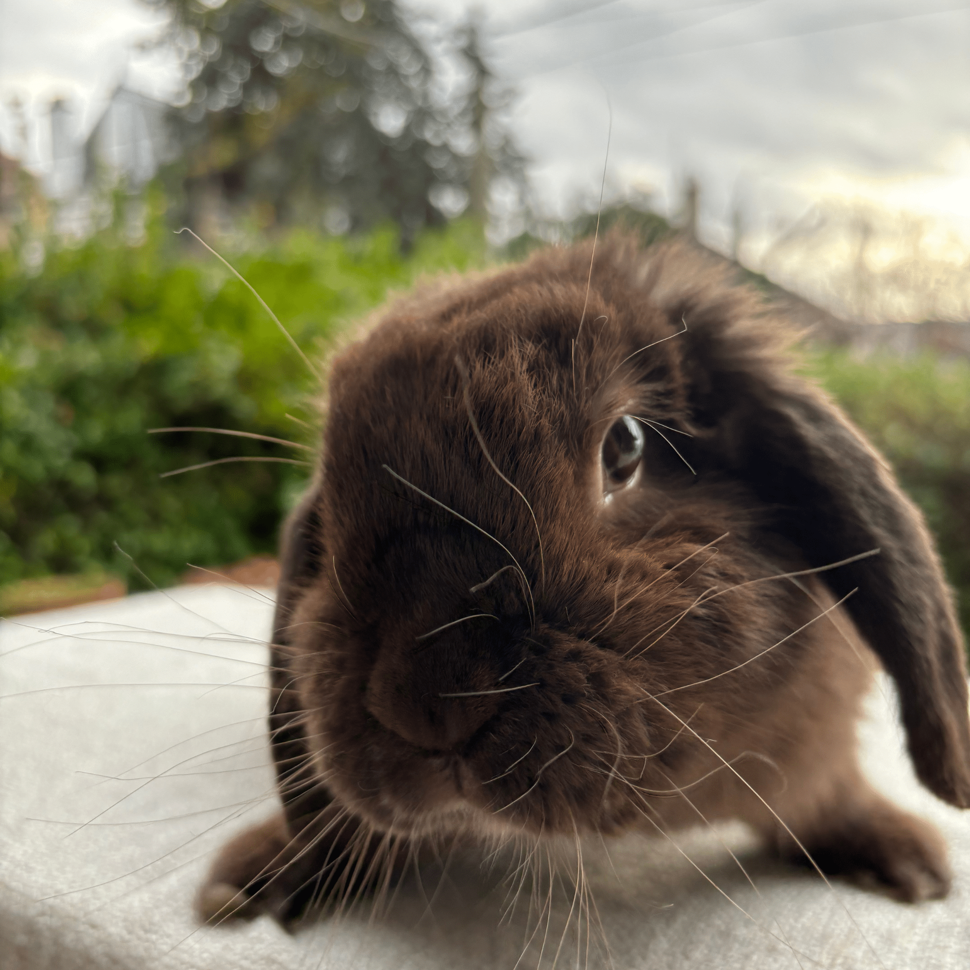 Un lapin marron, installé dehors sur une table et qui regarde l'objectif